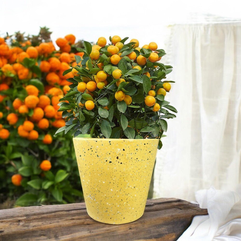 Prosperous Golden Orange Tree (L) - Potted plant - POTT - PROS - YLL - 6753 - Tumbleweed Plants - Online Plant Delivery Singapore