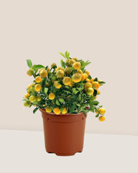 Prosperous Golden Orange Tree (M) - Potted plant - POTT - PROS - GRW - 6688 - Tumbleweed Plants - Online Plant Delivery Singapore