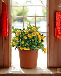 Prosperous Golden Orange Tree (M) - Potted plant - POTT - PROS - YLL - 6723 - Tumbleweed Plants - Online Plant Delivery Singapore