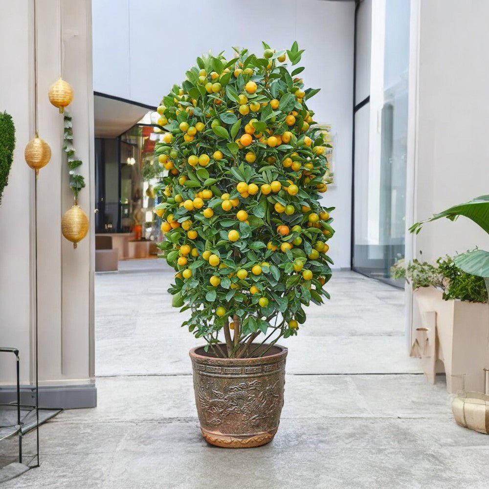 Prosperous Golden Orange Tree (XL) - Potted plant - POTT - PROS - FT - 6692 - Tumbleweed Plants - Online Plant Delivery Singapore