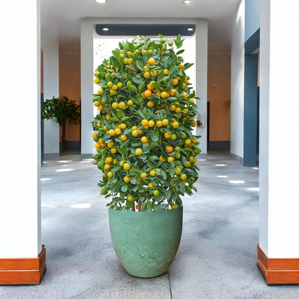 Prosperous Golden Orange Tree (XL) - Potted plant - POTT - PROS - FTRST - 6726 - Tumbleweed Plants - Online Plant Delivery Singapore