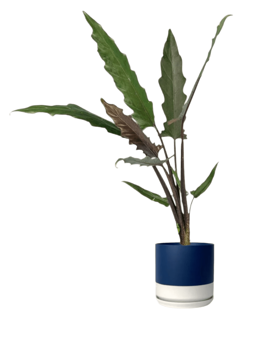 Purple Sword Plant - Potted plant - JUST - PURP - TRR - 2237 - Tumbleweed Plants - Online Plant Delivery Singapore