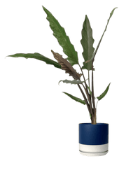 Purple Sword Plant - Potted plant - JUST - PURP - TRR - 2237 - Tumbleweed Plants - Online Plant Delivery Singapore