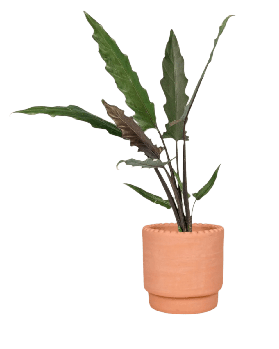 Purple Sword Plant - Potted plant - POTT - PURP - DTT - 3916 - Tumbleweed Plants - Online Plant Delivery Singapore