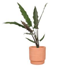 Purple Sword Plant - Potted plant - POTT - PURP - DTT - 3916 - Tumbleweed Plants - Online Plant Delivery Singapore