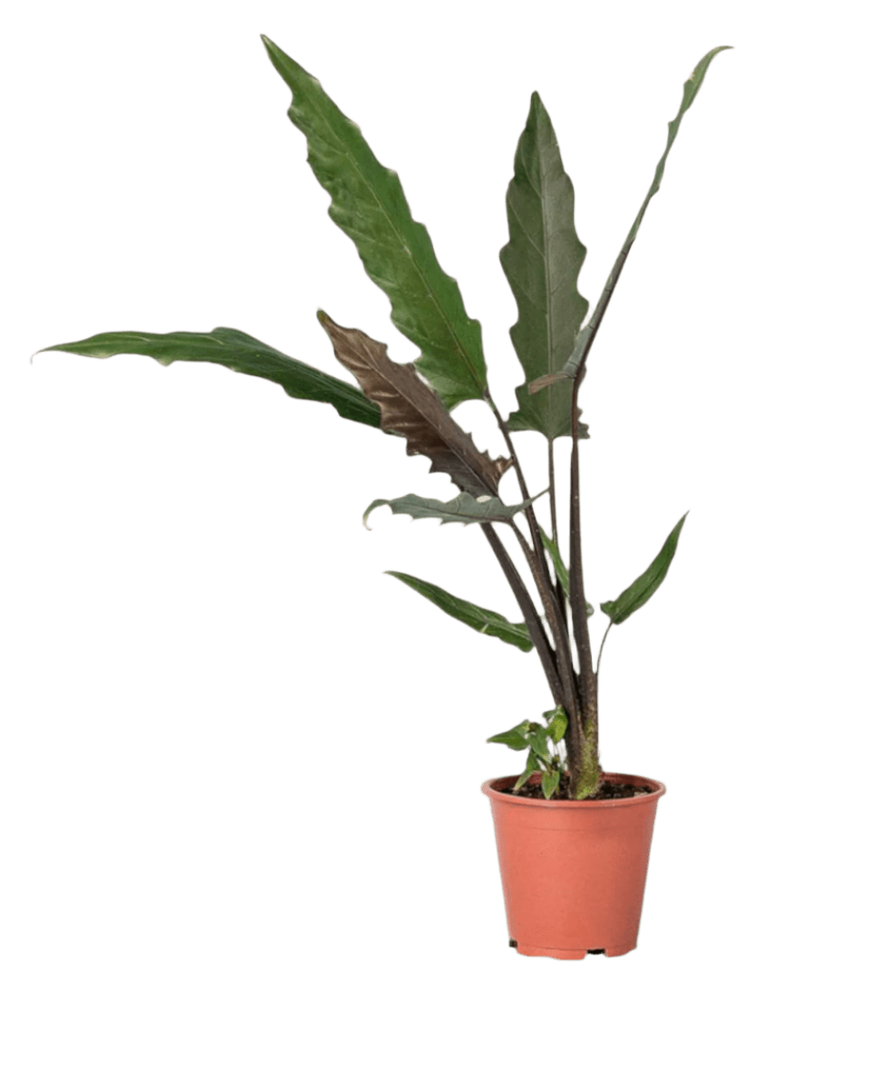 Purple Sword Plant - Potted plant - JUST - PURP - PLS - 2236 - Tumbleweed Plants - Online Plant Delivery Singapore