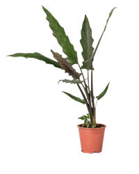 Purple Sword Plant - Potted plant - JUST - PURP - PLS - 2236 - Tumbleweed Plants - Online Plant Delivery Singapore