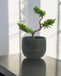 Pyramidal Scots Pine (3 Tier) - Potted plant - POTT - PYRA - GRW - 5733 - Tumbleweed Plants - Online Plant Delivery Singapore