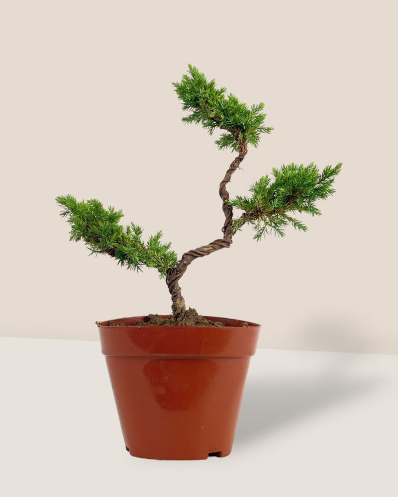 Pyramidal Scots Pine (3 Tier) - grow pot - Potted plant - Tumbleweed Plants - Online Plant Delivery Singapore