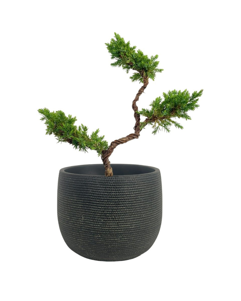 Pyramidal Scots Pine (3 Tier) - grow pot - Potted plant - Tumbleweed Plants - Online Plant Delivery Singapore
