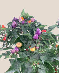 Rainbow Tabasco Pepper Plant - grow pot - Potted plant - Tumbleweed Plants - Online Plant Delivery Singapore