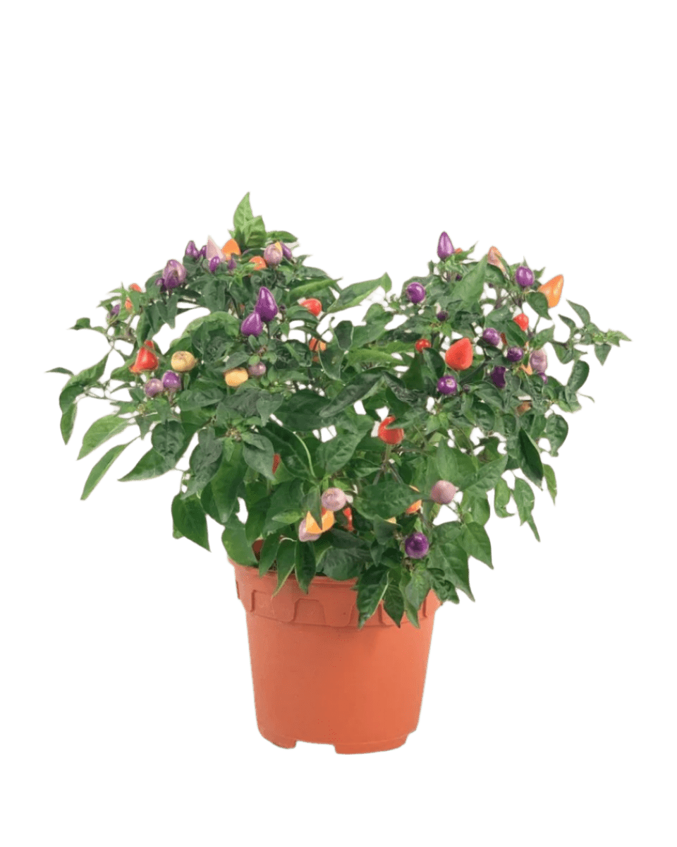 Rainbow Tabasco Pepper Plant - Potted plant - POTT - RAIN - GRW - 5698 - Tumbleweed Plants - Online Plant Delivery Singapore