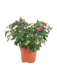 Rainbow Tabasco Pepper Plant - Potted plant - POTT - RAIN - GRW - 5698 - Tumbleweed Plants - Online Plant Delivery Singapore