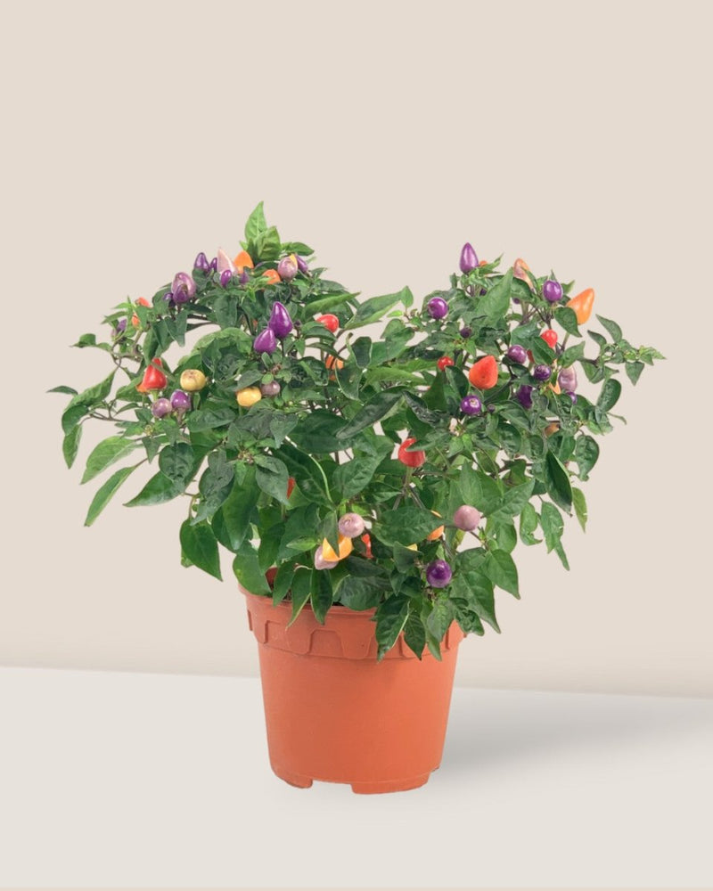 Rainbow Tabasco Pepper Plant - grow pot - Potted plant - Tumbleweed Plants - Online Plant Delivery Singapore