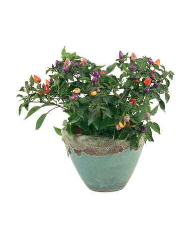 Rainbow Tabasco Pepper Plant