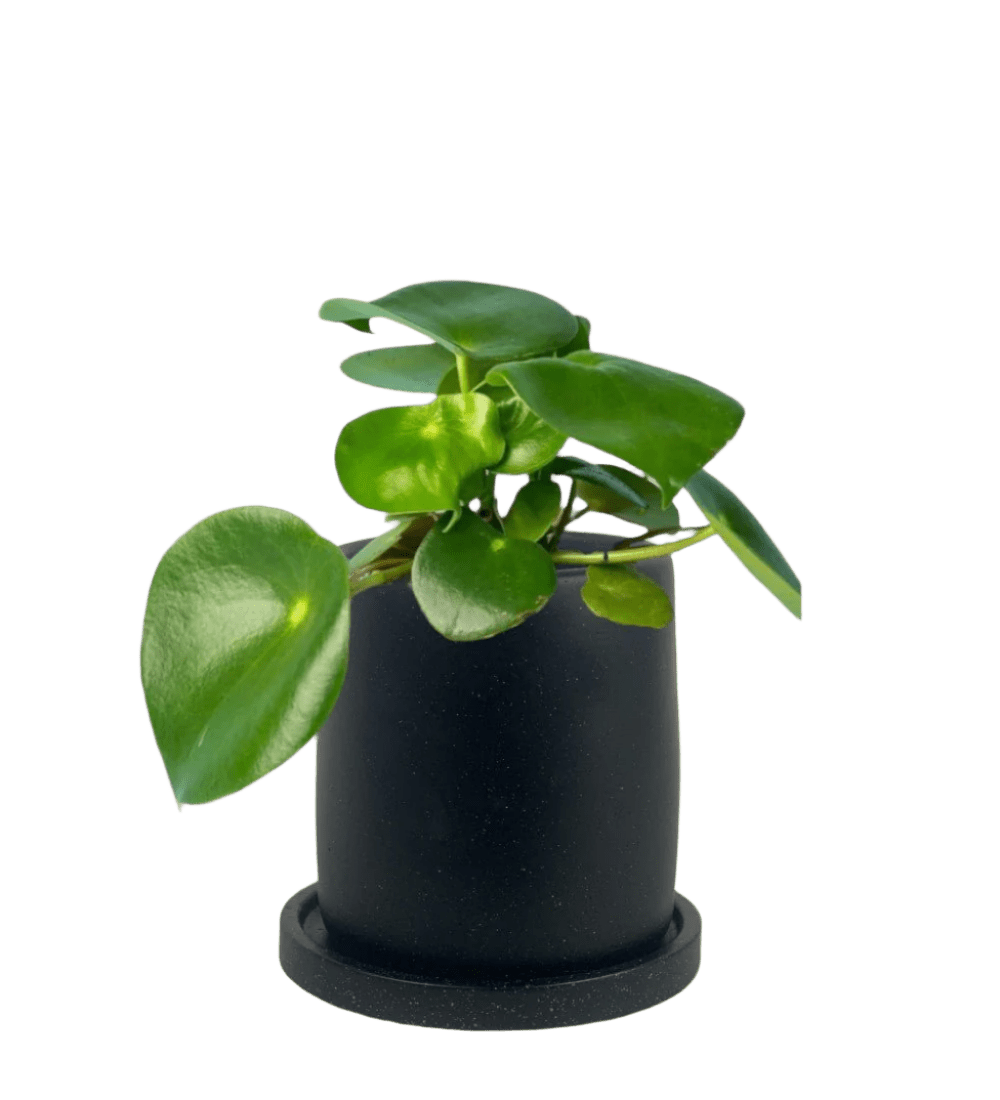 Raindrop Peperomia paired with brindle pot - standard/black