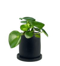 Raindrop Peperomia paired with brindle pot - standard/black