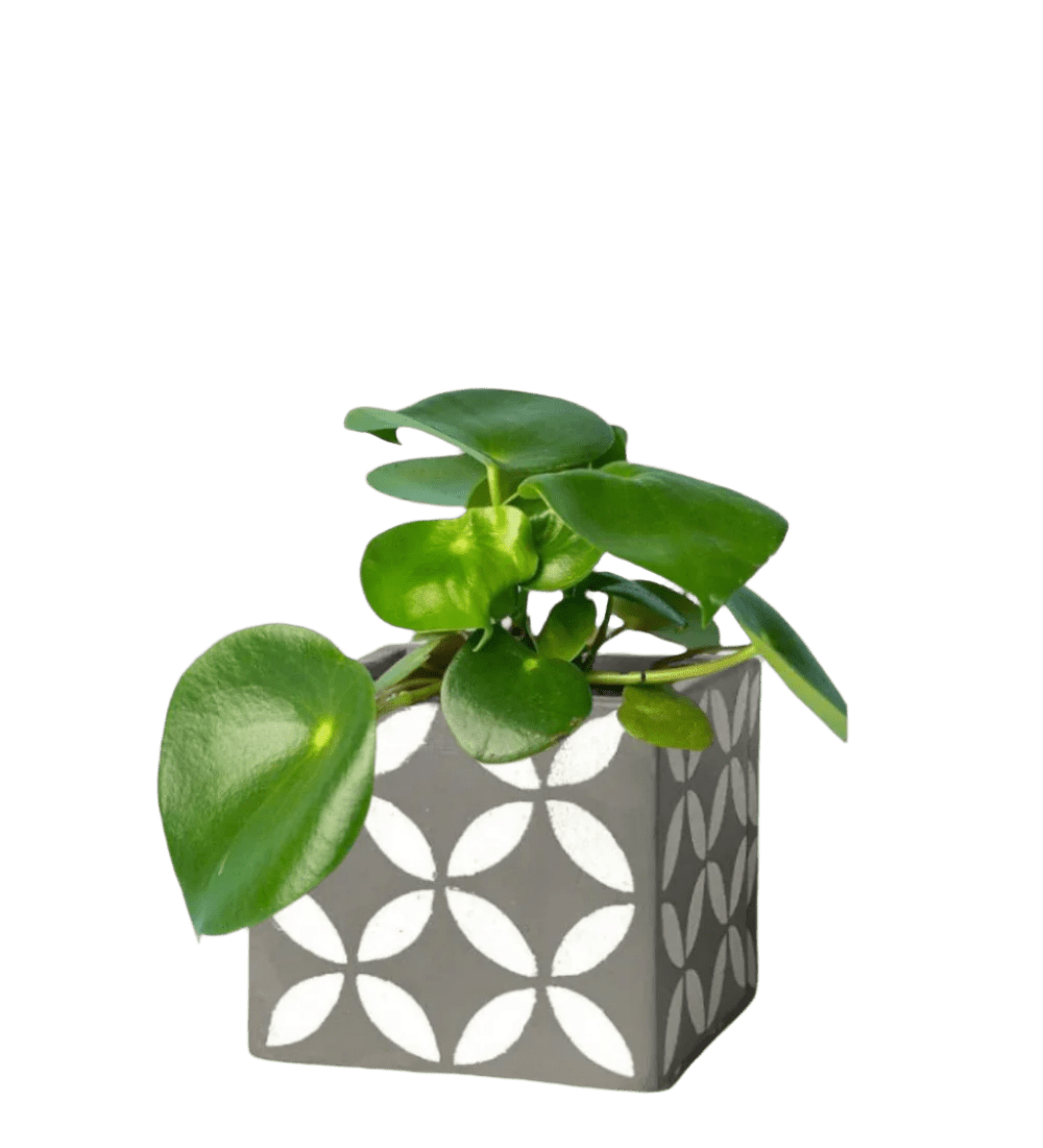 cement cube planter