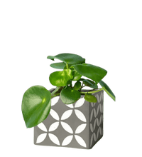 Raindrop Peperomia paired with cement cube planter