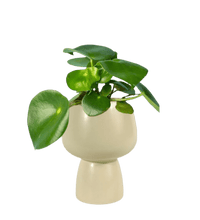 Raindrop Peperomia paired with ceramic sand pot