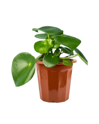 Raindrop Peperomia in a grow pot