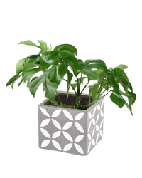 Raphidophora Tetrasperma - cement cube - Potted plant - Tumbleweed Plants - Online Plant Delivery Singapore