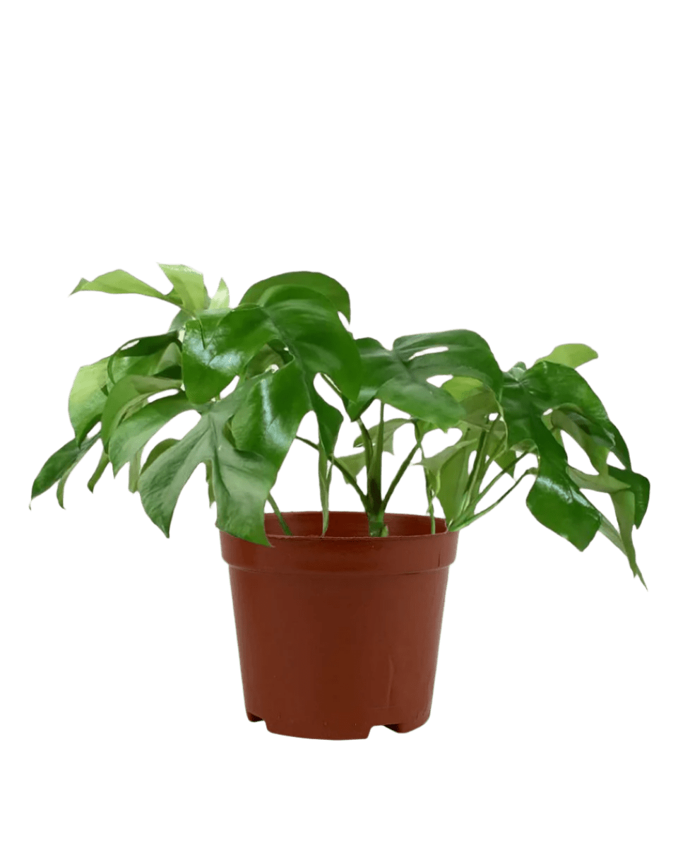 Raphidophora Tetrasperma - grow pot - Potted plant - Tumbleweed Plants - Online Plant Delivery Singapore