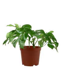 Raphidophora Tetrasperma - grow pot - Potted plant - Tumbleweed Plants - Online Plant Delivery Singapore