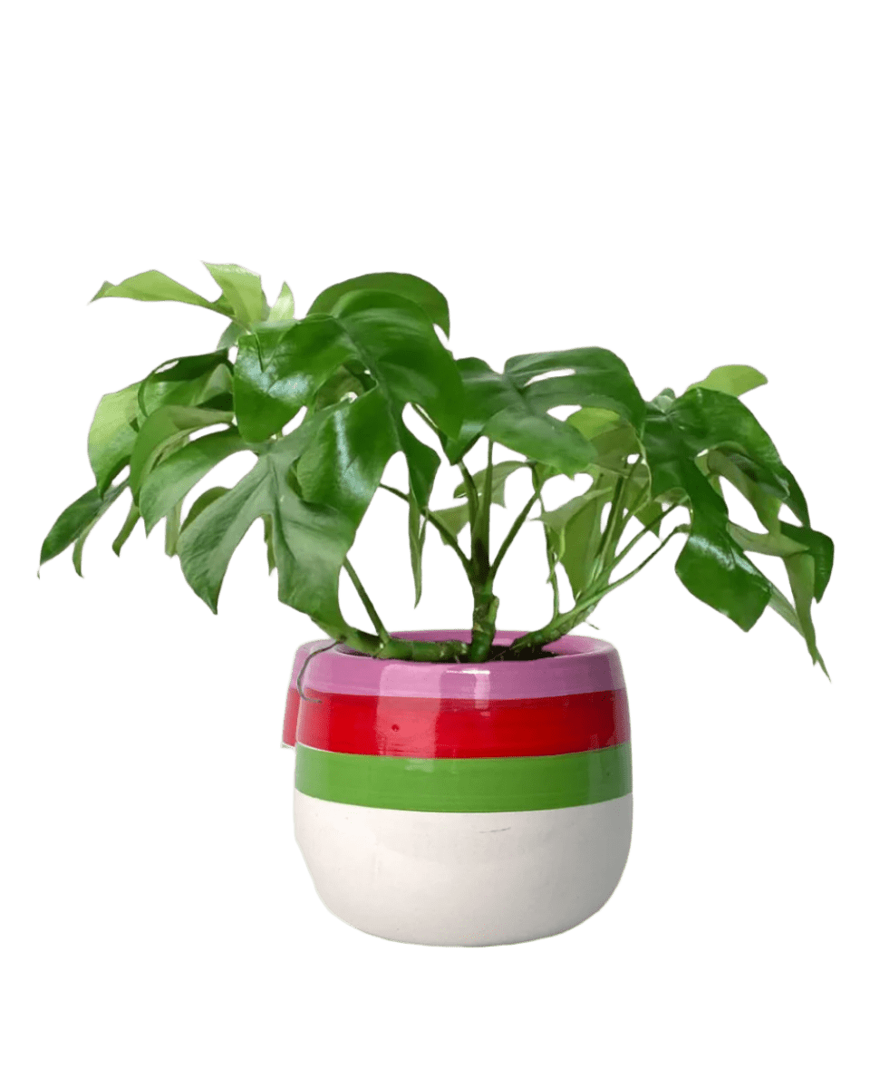 poppy planter - buzz lightyear