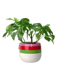 Raphidophora Tetrasperma - poppy planter - buzz lightyear - Potted plant - Tumbleweed Plants - Online Plant Delivery Singapore