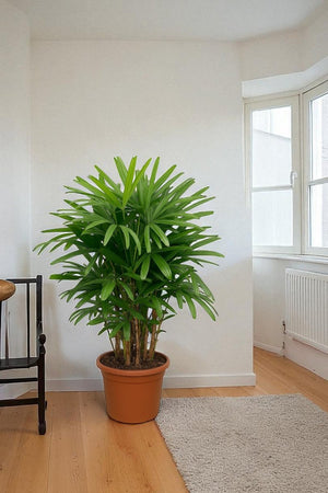 Raphis Palm - Potted plant - POTT - RAPH - GRW - 7429 - Tumbleweed Plants - Online Plant Delivery Singapore