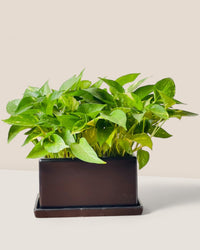 Raven Planter with Tray - Pots - POTS - RAVE - 6485 - Tumbleweed Plants - Online Plant Delivery Singapore