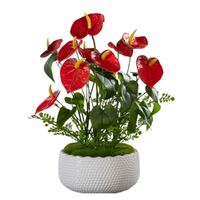 Anthurium Arrangement (Faux)