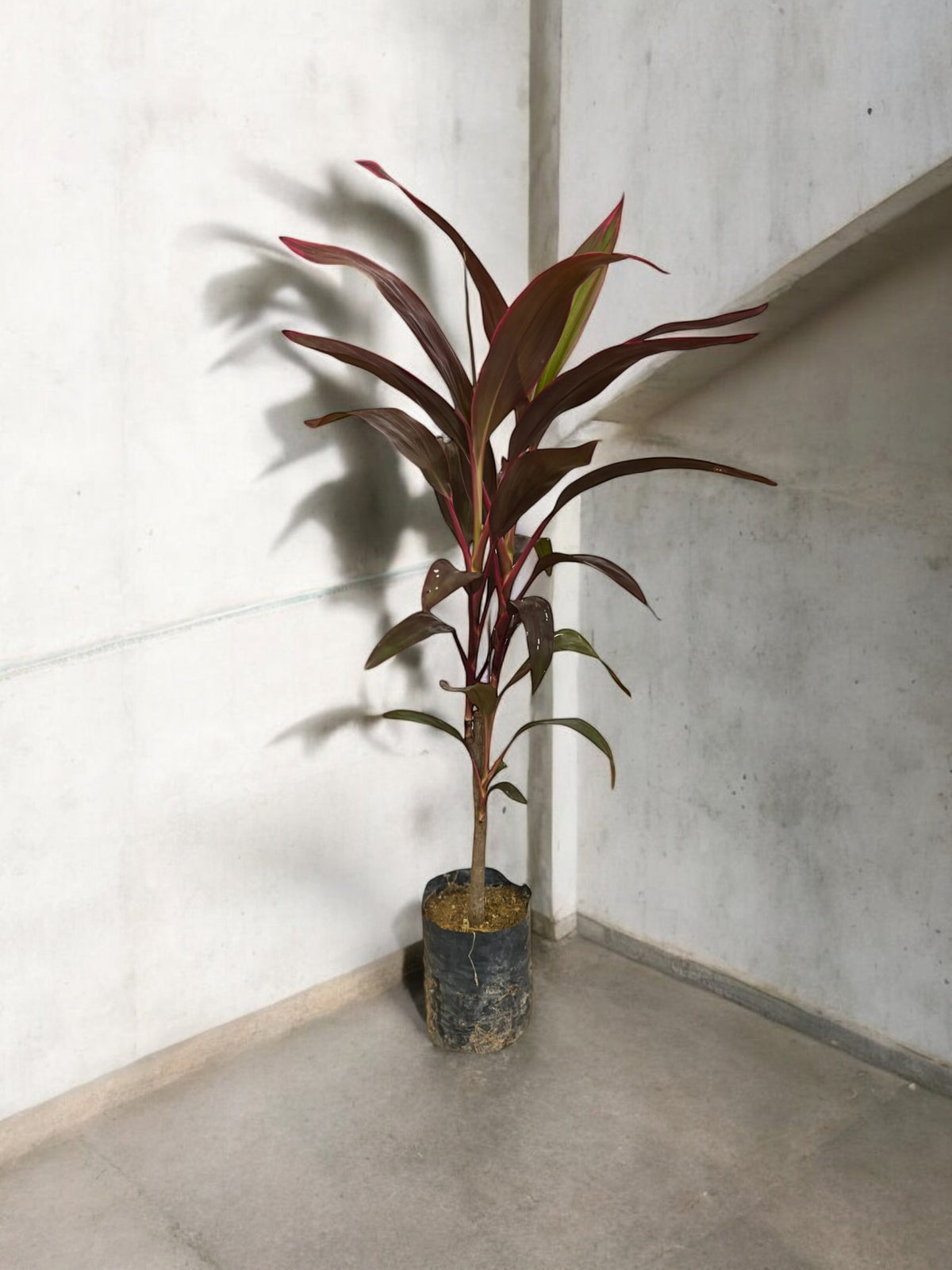 Cordyline Red Sister