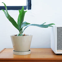 Retro Glazed Planter - Planter - 5648632823312 - Tumbleweed Plants - Online Plant Delivery Singapore