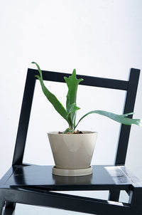 Retro Glazed Planter - Planter - 5648632823312 - Tumbleweed Plants - Online Plant Delivery Singapore
