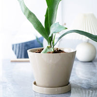 Retro Glazed Planter - Planter - 5648632823312 - Tumbleweed Plants - Online Plant Delivery Singapore
