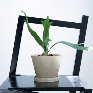 Retro Glazed Planter - Planter - 5648632823312 - Tumbleweed Plants - Online Plant Delivery Singapore