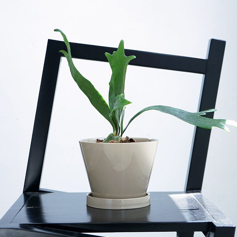 Retro Glazed Planter - Planter - 5648632823312 - Tumbleweed Plants - Online Plant Delivery Singapore