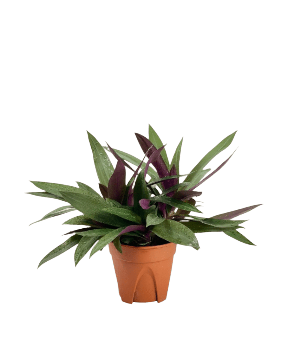 Rhoeo Plant - Potted plant - POTT - RHOE - GRW - 5408 - Tumbleweed Plants - Online Plant Delivery Singapore