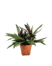 Rhoeo Plant - Potted plant - POTT - RHOE - GRW - 5408 - Tumbleweed Plants - Online Plant Delivery Singapore