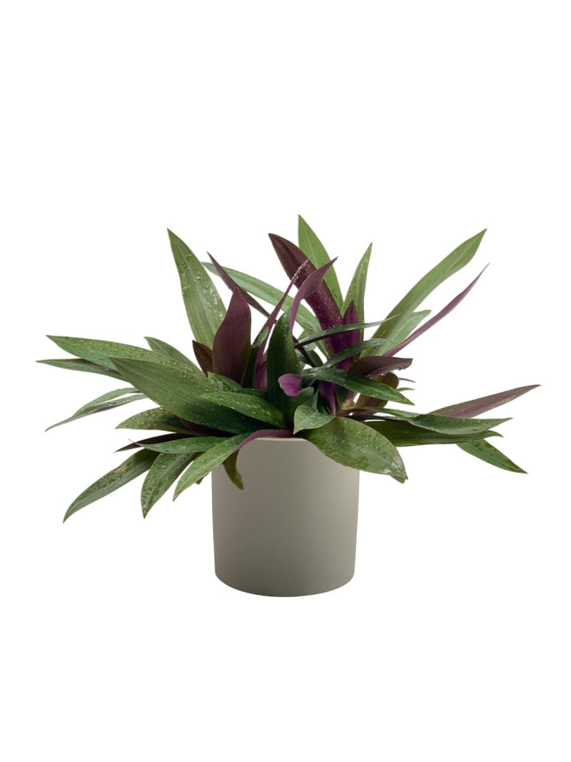 Rhoeo Plant - grow pot - Potted plant - Tumbleweed Plants - Online Plant Delivery Singapore