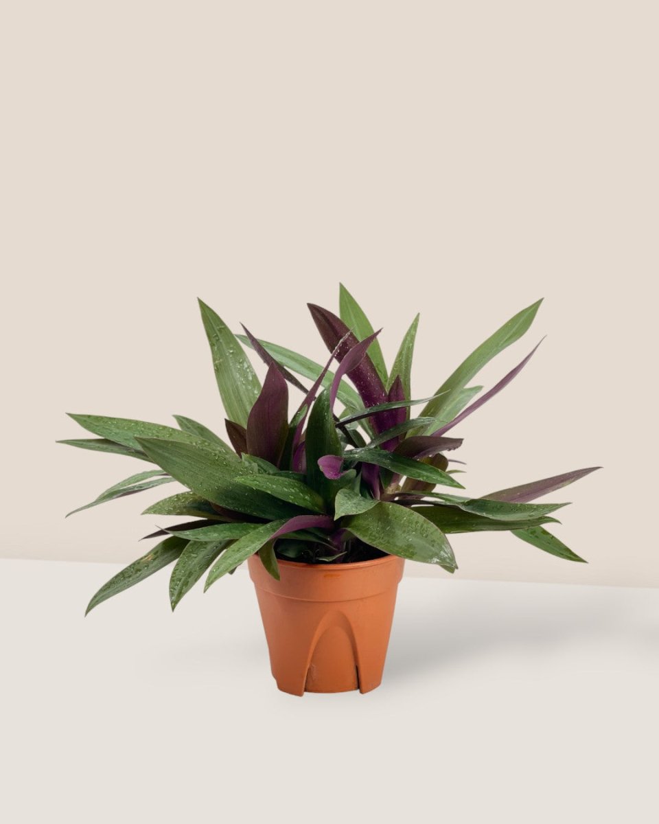 Rhoeo Plant - grow pot - Potted plant - Tumbleweed Plants - Online Plant Delivery Singapore
