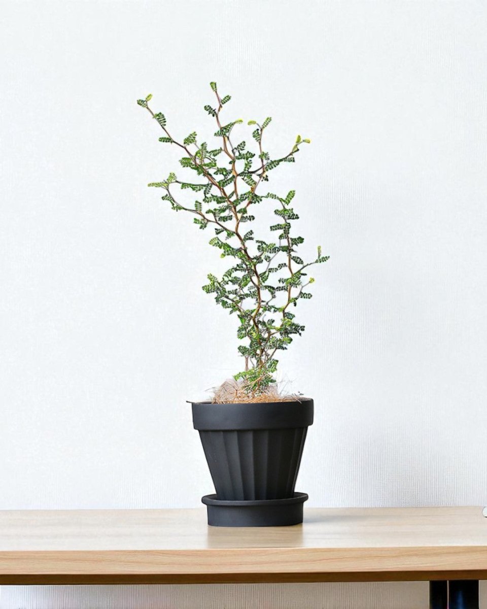 Rib Planter - Planter - 5467863744545 - Tumbleweed Plants - Online Plant Delivery Singapore