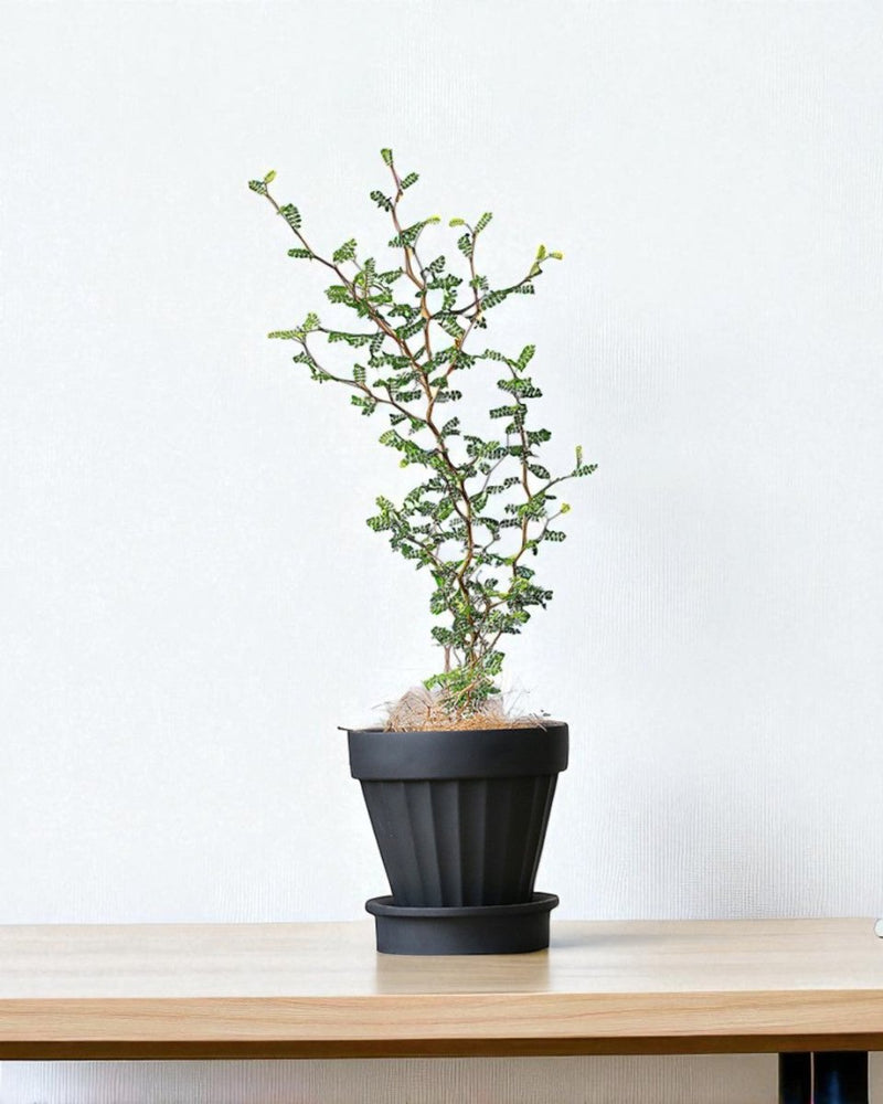 Rib Planter - Planter - 5467863744545 - Tumbleweed Plants - Online Plant Delivery Singapore