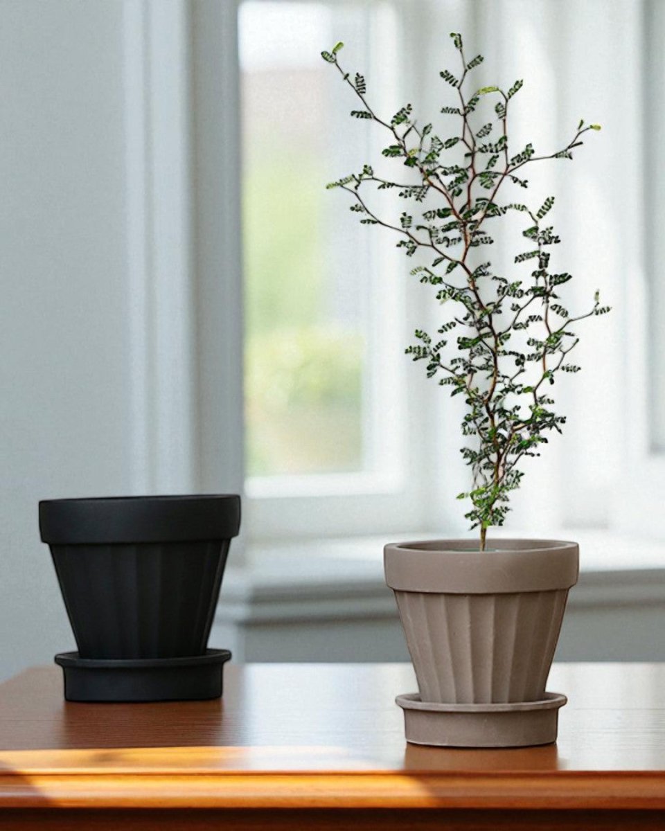 Rib Planter - Planter - 5467863744545 - Tumbleweed Plants - Online Plant Delivery Singapore