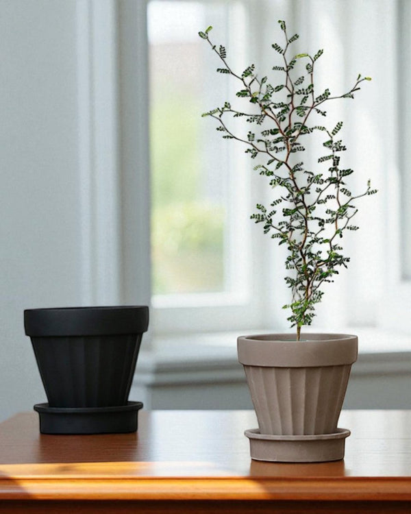 Rib Planter - Planter - 5467863744545 - Tumbleweed Plants - Online Plant Delivery Singapore