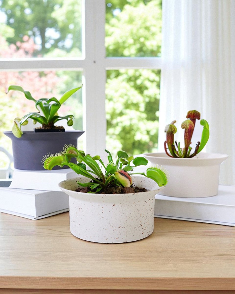 Ripple Bowl Ceramic Planter - Planter - 5052766219355 - Tumbleweed Plants - Online Plant Delivery Singapore