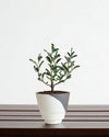 Ripple Cup Planter - Planter - 5988632483657 - Tumbleweed Plants - Online Plant Delivery Singapore