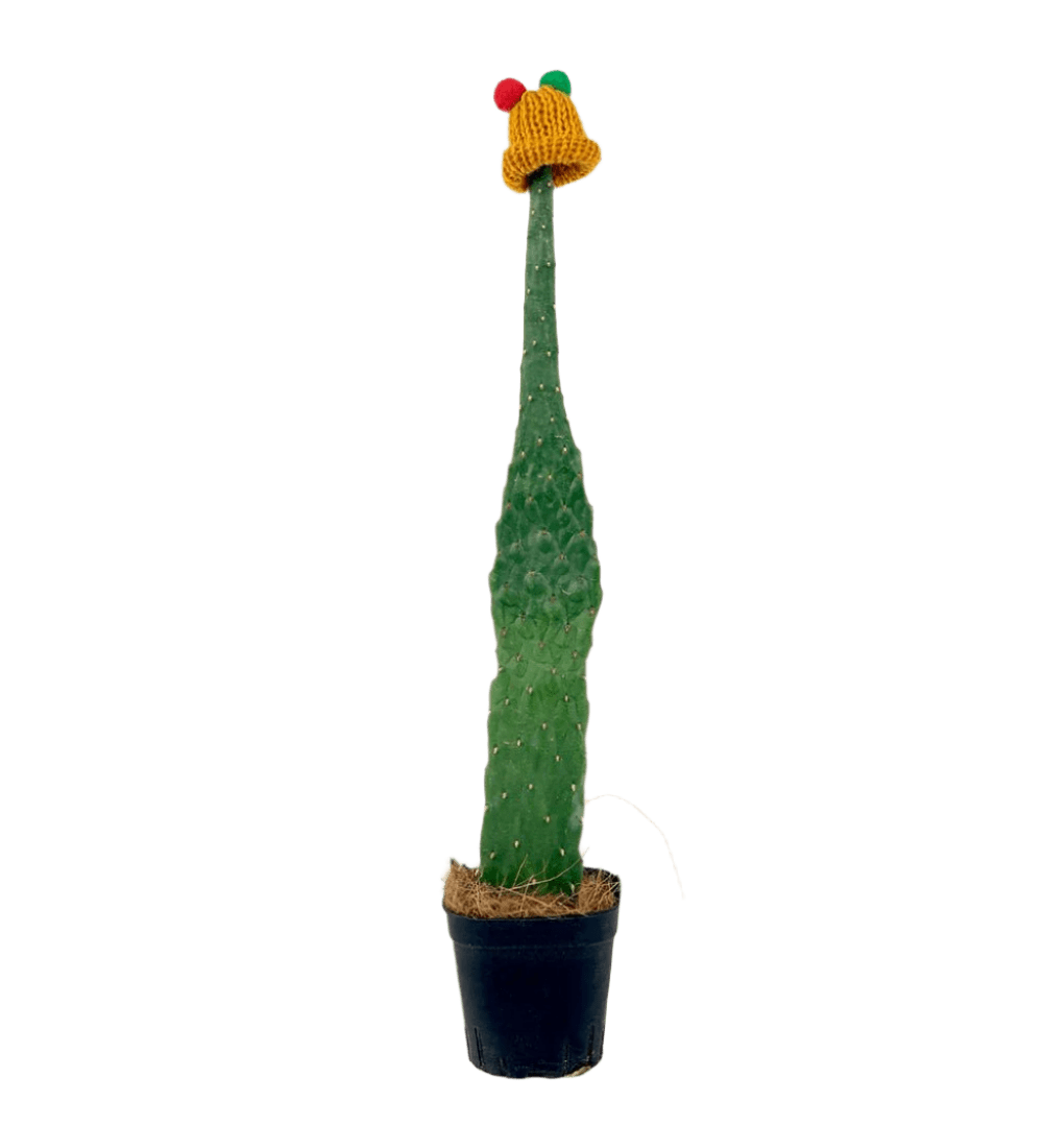 Roadkill Cactus - grow pot - Potted plant - Tumbleweed Plants - Online Plant Delivery Singapore